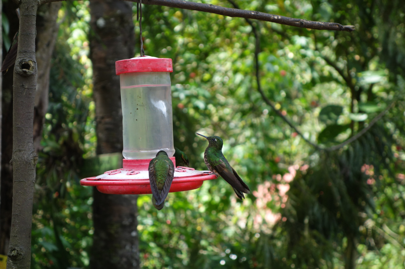 cocora-kolibry.jpg