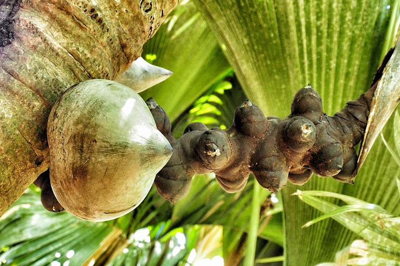Owoc palmy 1.jpg