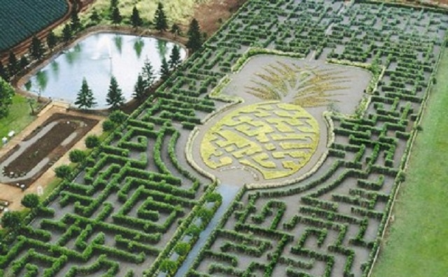 5-doleplantation-com_