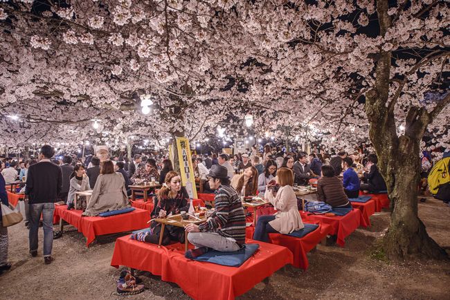 Sakura w Japonii