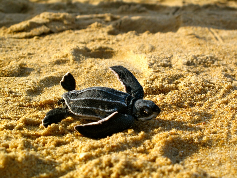 phra-thong-turtle