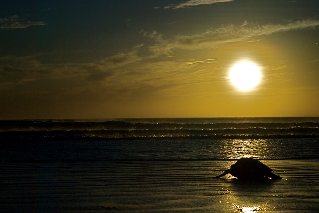 DSC_0033.NEF