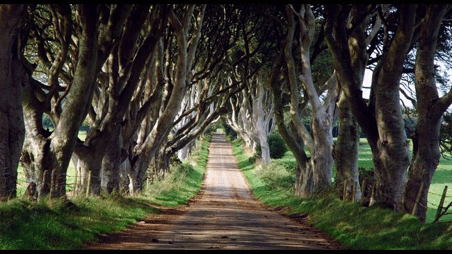 dark-hedges