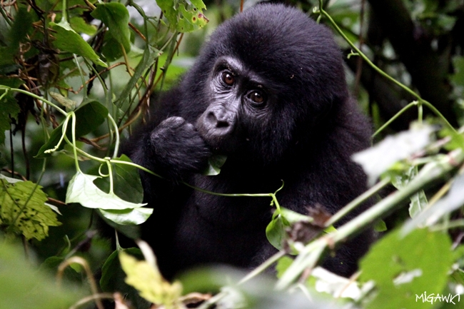 Uganda