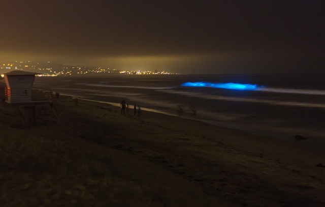 Red Tide Bioluminescence