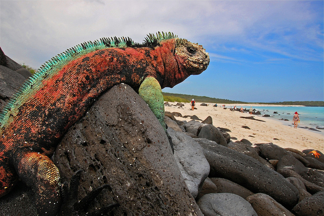 4-galapagos_blinking-idiot