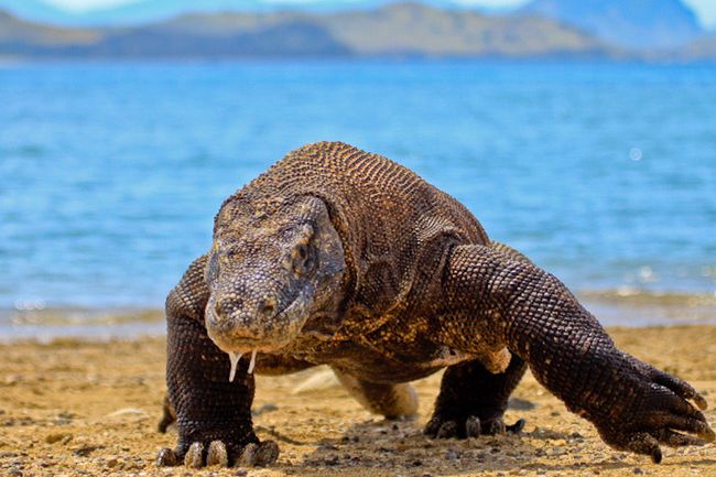komodo2
