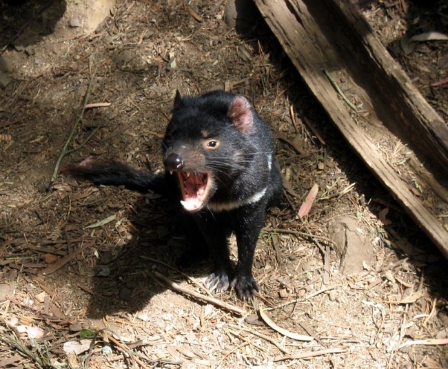 tasmania2