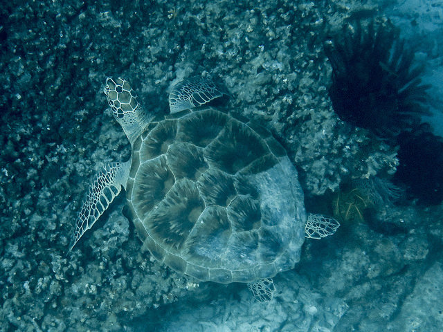 4. coraltriangle_Christian Holland