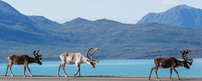 Przedłużony weekend w piękej Norwegii. Wypoczynek nad fiordami za 401 PLN (loty z Warszawy + dom + auto)