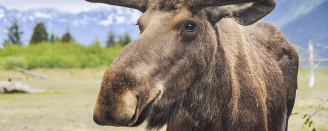 HIT! Mega tanie loty na Alaskę z Amsterdamu od 1497 PLN! (również na majówkę)