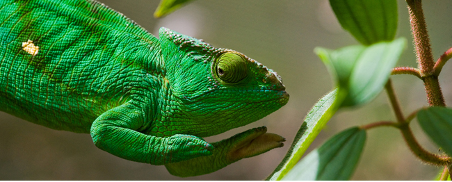 Wspaniały Madagaskar! Loty z Berlina od 2157 PLN (możliwy stop na Seszelach!)