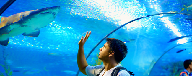 Pomysł na wakacje, czyli europejskie oceanaria grzechu warte