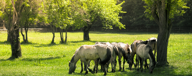 Wakacje! Odpocznij w podkarpackim. Pałac Sieniawa z 2 posiłkami za 129 PLN/noc