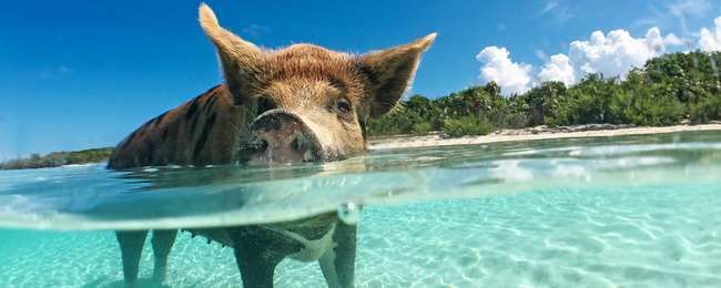 Bahamy i Miami w jednej podróży z Berlina za 1991 PLN