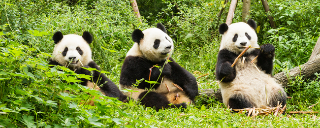 Tanio do Azji. Bezpośrednie loty do Chengdu z Pragi za 1653 PLN