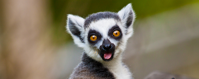 Loty na Madagaskar z Wiednia za 2096 PLN