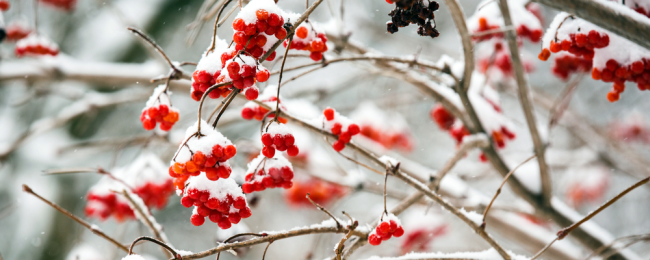 Jednodniówki w Szwecji (Nykoping) z Gdańska za 62 PLN