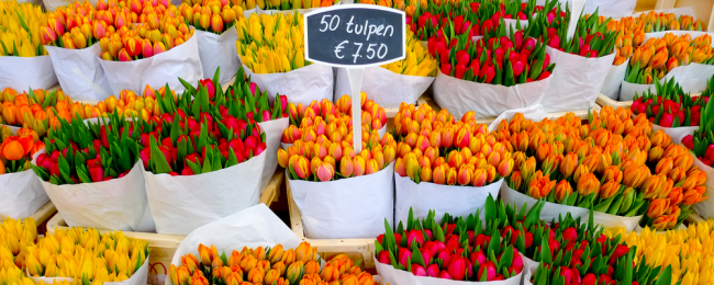 Tanie loty do Holandii: Groningen na przedłużony weekend za 83 PLN