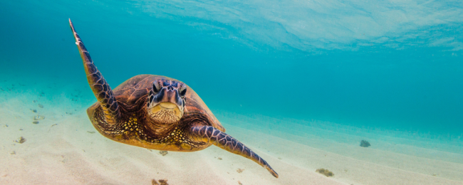 Tanie loty na Hawaje z Wielkiej Brytanii od 1682 PLN