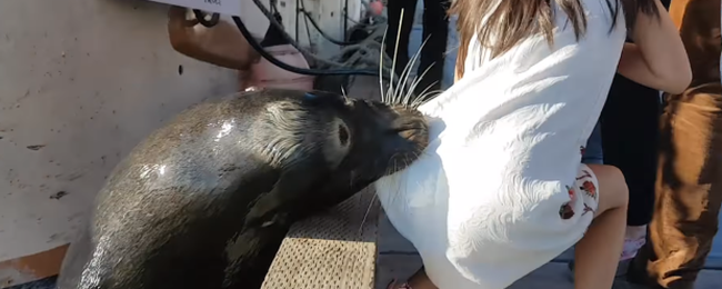 Pilnujcie swoich dzieci podczas wyjazdów i wycieczek. Lew morski wciągnął dziewczynkę pod wodę