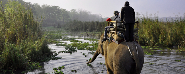 W Nepalu słonie uratowały z powodzi 300 zagranicznych turystów