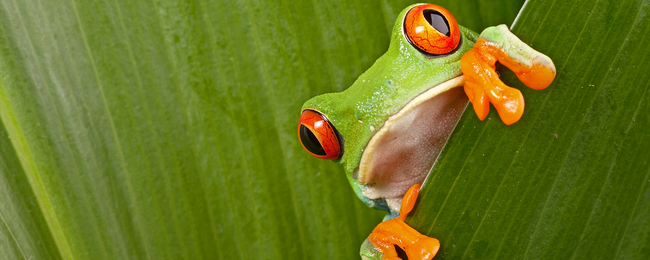 Tanie loty do Kostaryki z Katowic za 1585 PLN (+ zwiedzanie Amsterdamu)