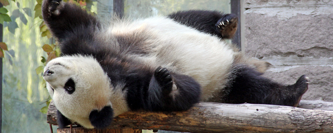Tu podejrzysz egzotyczne zwierzaki w ich naturalnym środowisku. Oto najlepsze „bezpieczne” miejsca – dla ciebie i dla nich