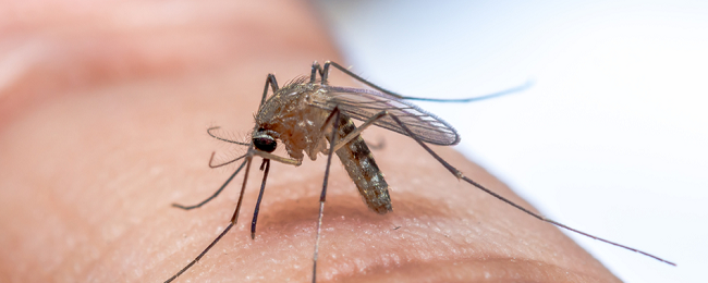 Nowy rodzaj malarii rozprzestrzenia się w Azji. Czy wyjazd do Tajlandii i Wietnamu jest bezpieczny?