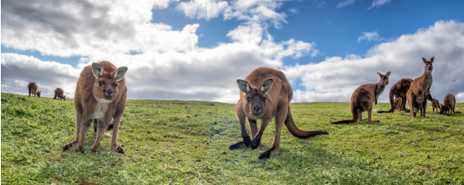 Tanie loty do Australii. Bilety do Brisbane i Melbourne z Berlina od 2245 PLN