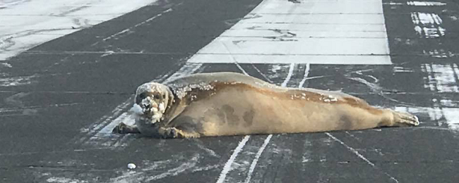 Pracę lotniska sparaliżowała… foka, która rozłożyła się na pasie startowym