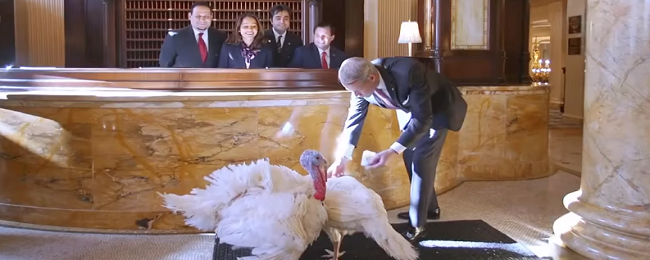 Te dwa indyki mieszkają w lepszym hotelu niż wielu z nas. Mają jednak specjalne zadanie