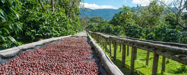 Hipsterzy się o nią zabijają, a dla miejscowych… to tani kompost. Odwiedzamy kraj z najlepszą kawą świata