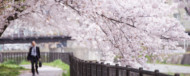 Leć do Japonii w najpiękniejszym okresie! Są prognozy dotyczące terminów kwitnienia wiśni