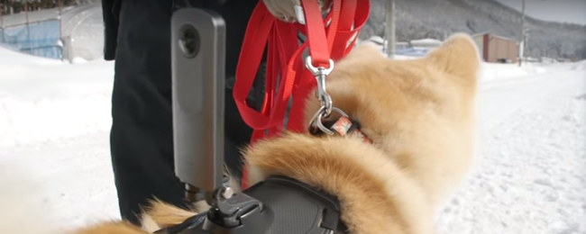 Zwiedzaj miasto z perspektywy… psa. Japoński oddział Google wprowadził nowy punkt widzenia