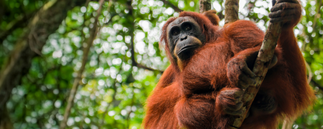 Pomysł na podróż: Sumatra (Medan) z Berlina za 1421 PLN