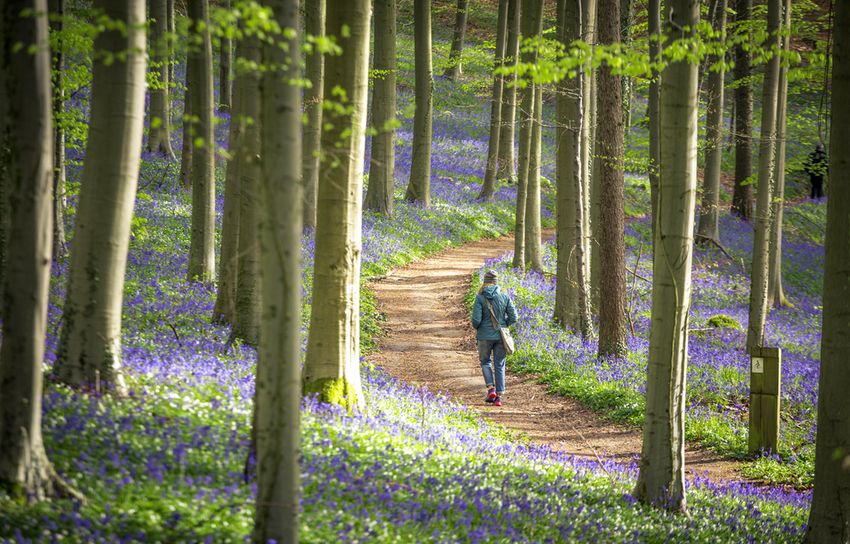 Hallerbos