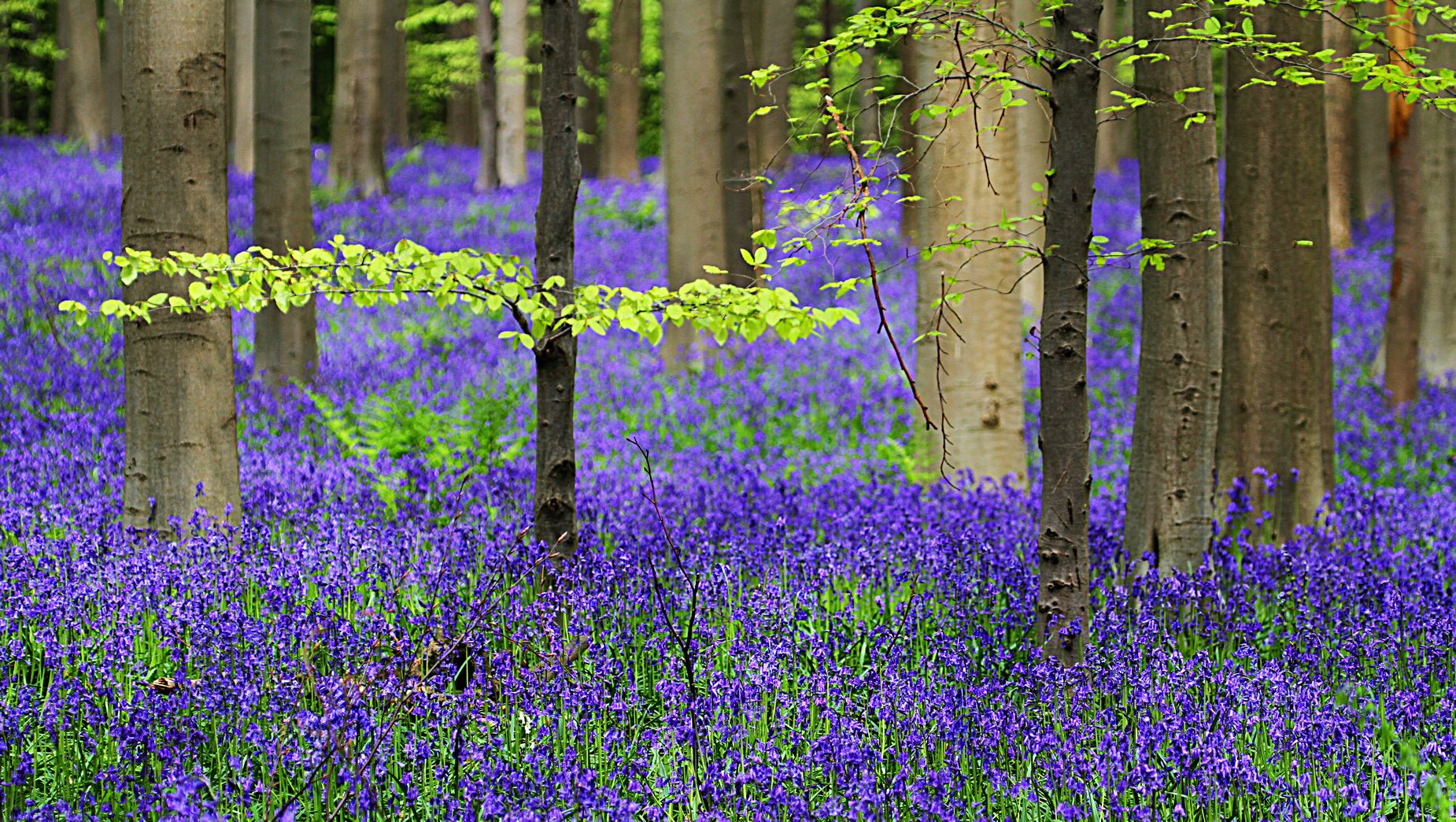 Spóźniliście się na kwitnienie wiśni w Japonii? Nic straconego! Jedźcie obejrzeć magiczny niebieski las niedaleko Brukseli