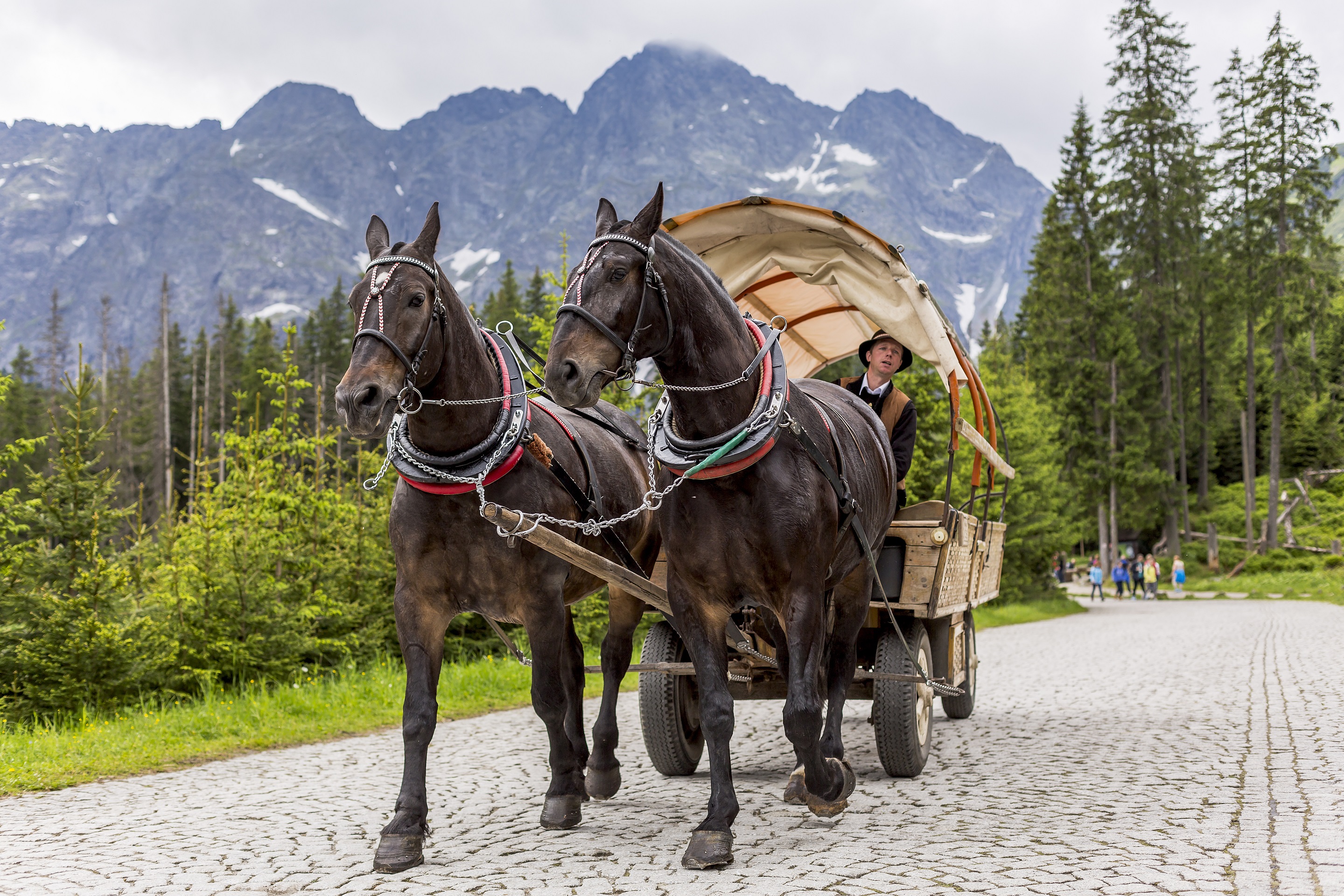 W Boże Ciało konie znikną z popularnych szlaków w Tatrach. Turyści będą zawiedzeni?