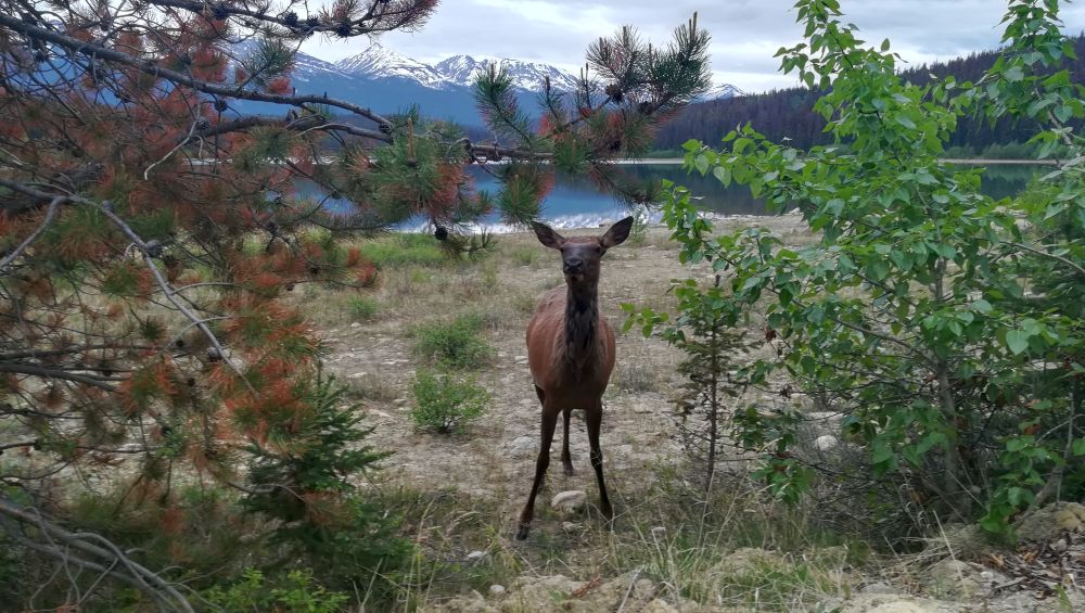 Park Narodowy w Kanadzie i wapiti