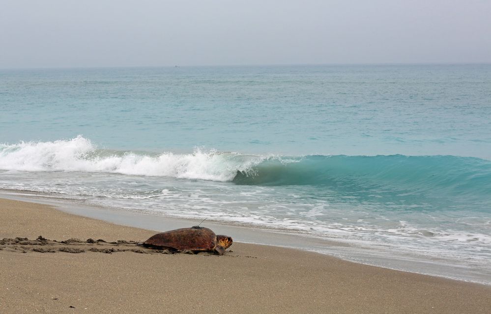 Żółwie caretta caretta