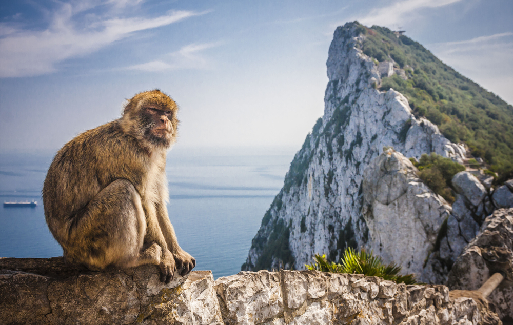 Małpa z Gibraltaru