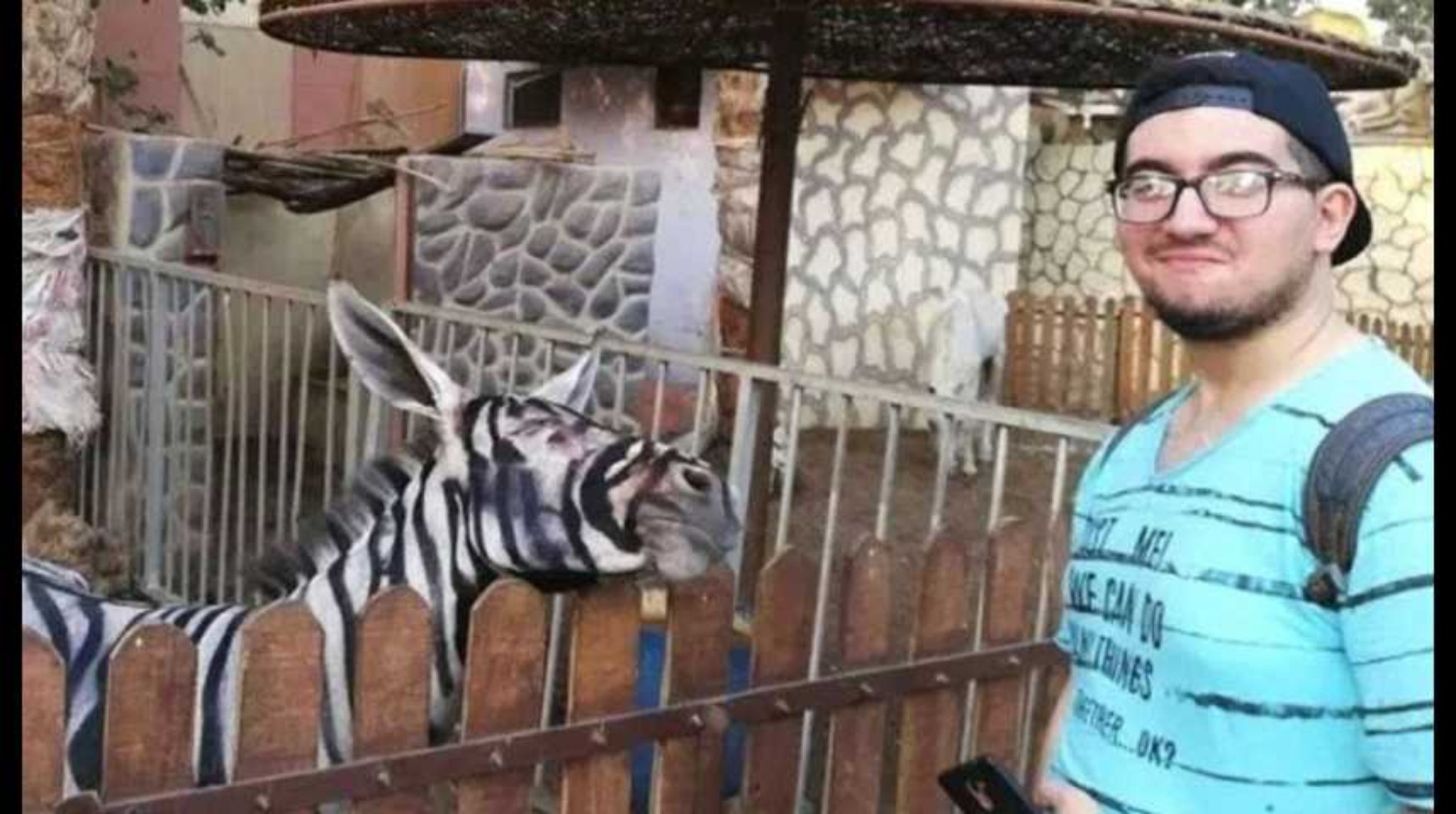 Egipskie ZOO przemalowało osła, żeby wyglądał jak zebra. Chcieli ściągnąć do siebie turystów