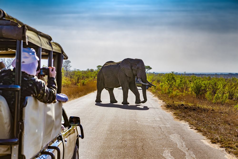 Safari