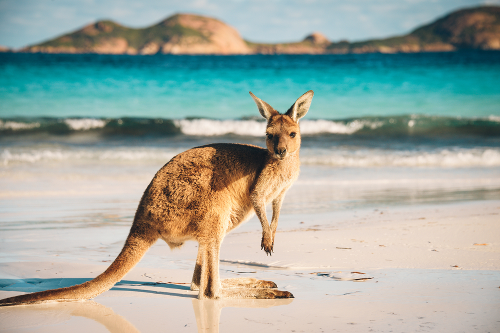 kangur w australii