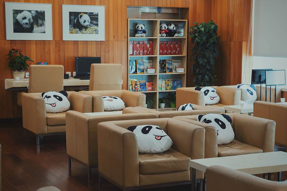 samolot panda