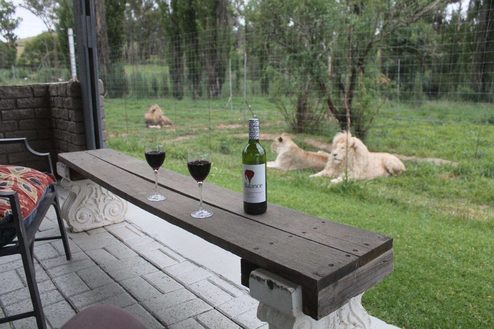 Wystarczy 260 PLN i nocujesz w domku otoczonym lwami. Odważylibyście się wynająć ten dom?