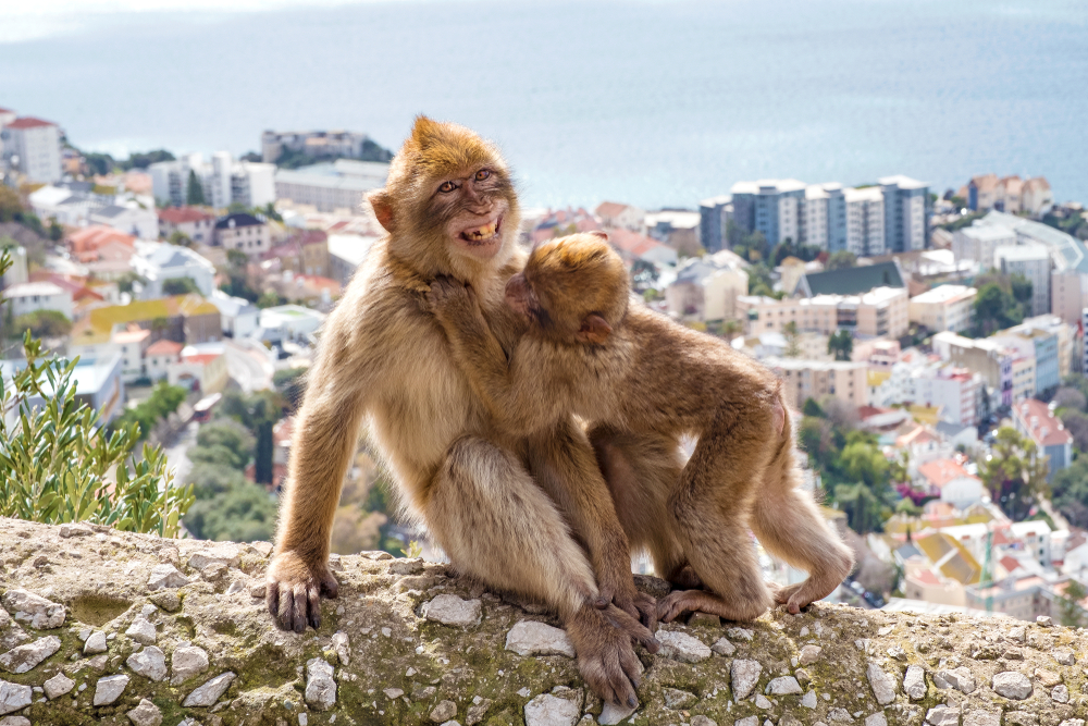 Gibraltar makaki