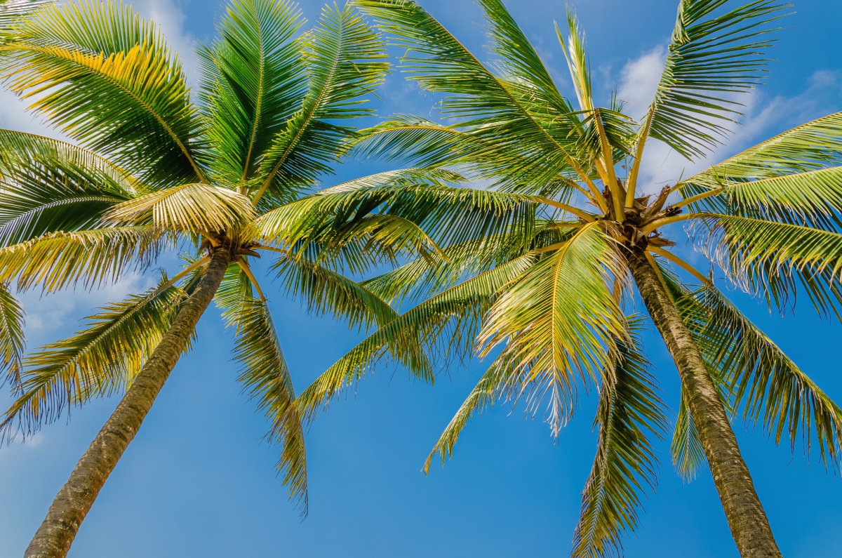 Karaiby w sezonie na 7 dni za 2624 PLN. Loty z Warszawy i noclegi