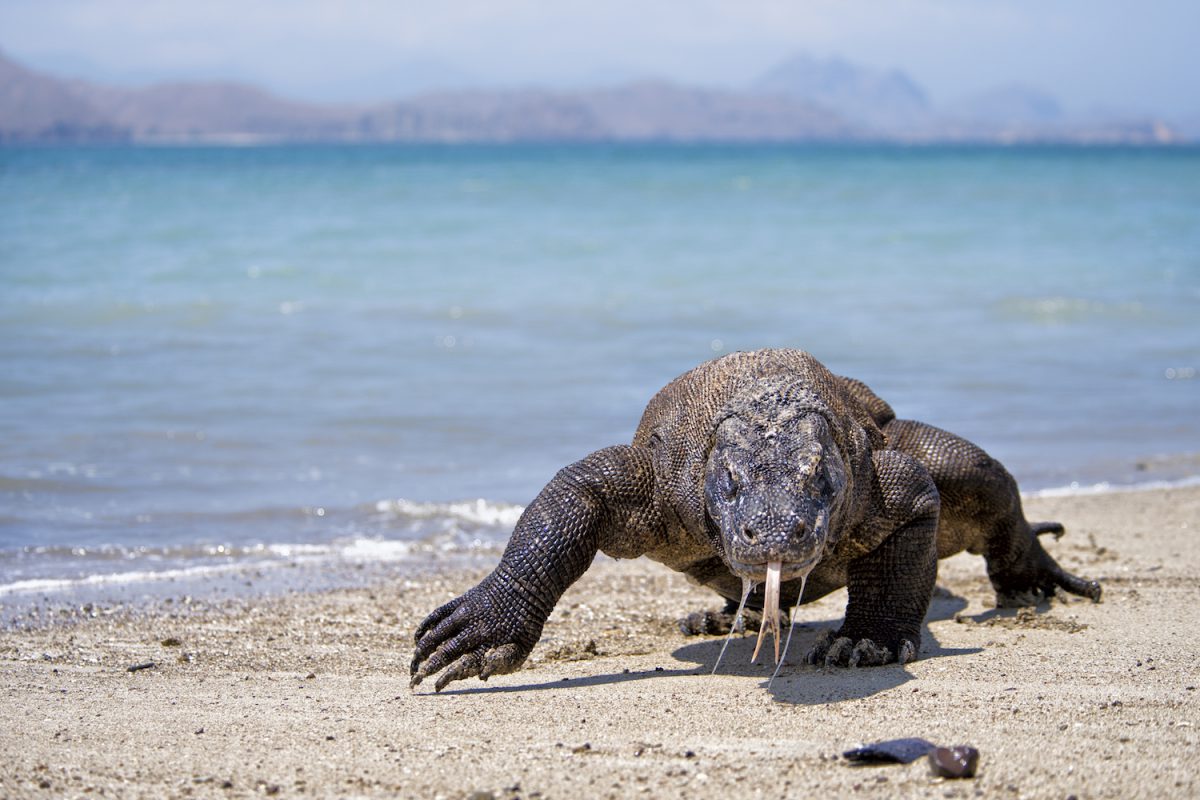 waran z Komodo